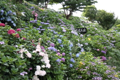 紫陽花の丘１