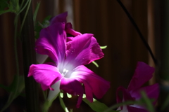 花散歩変化あさがお３