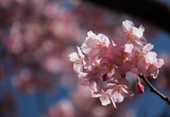 河津桜２