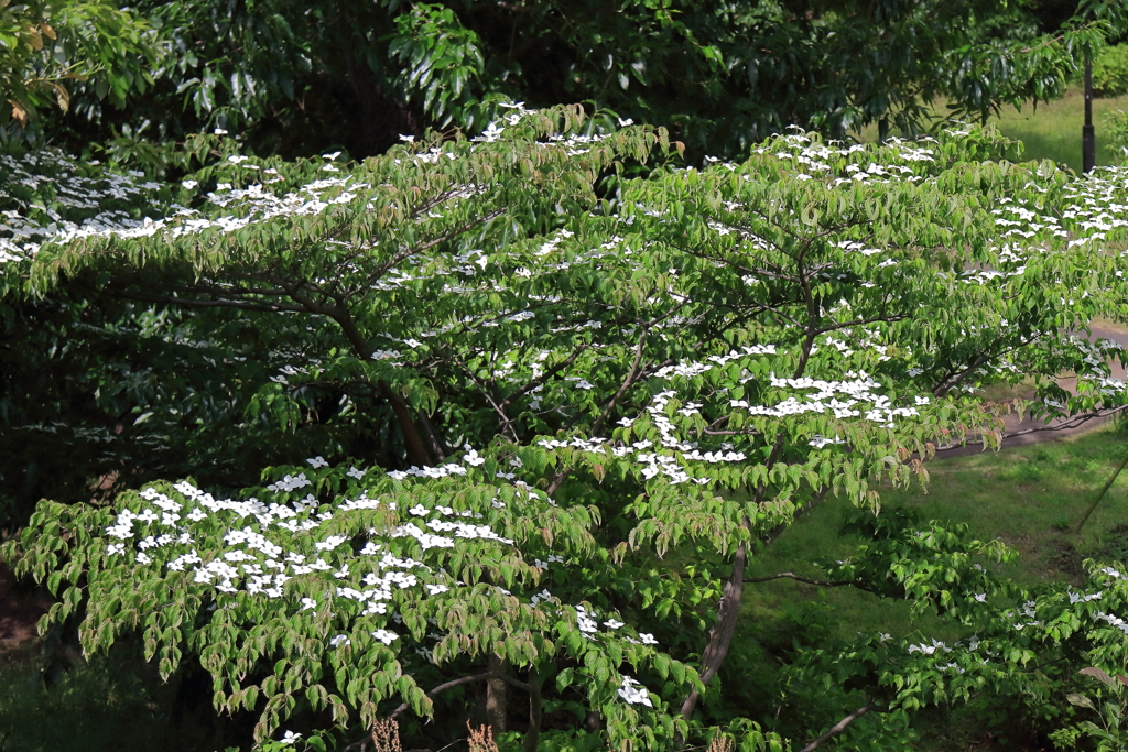 花散歩山法師１