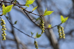 春巡り来て５　(キブシ)