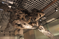 国立科学博物館の恐竜達７