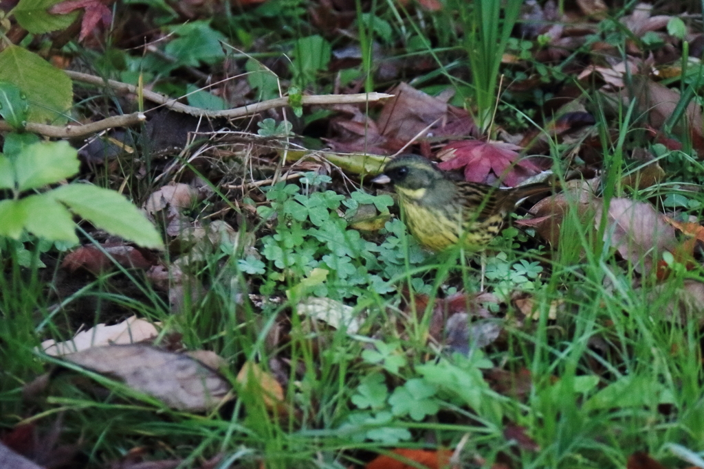 アオジとの遭遇１