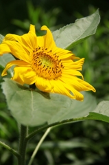 初夏の色彩 ヒマワリ