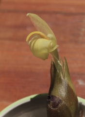 ミョウガの花、咲く