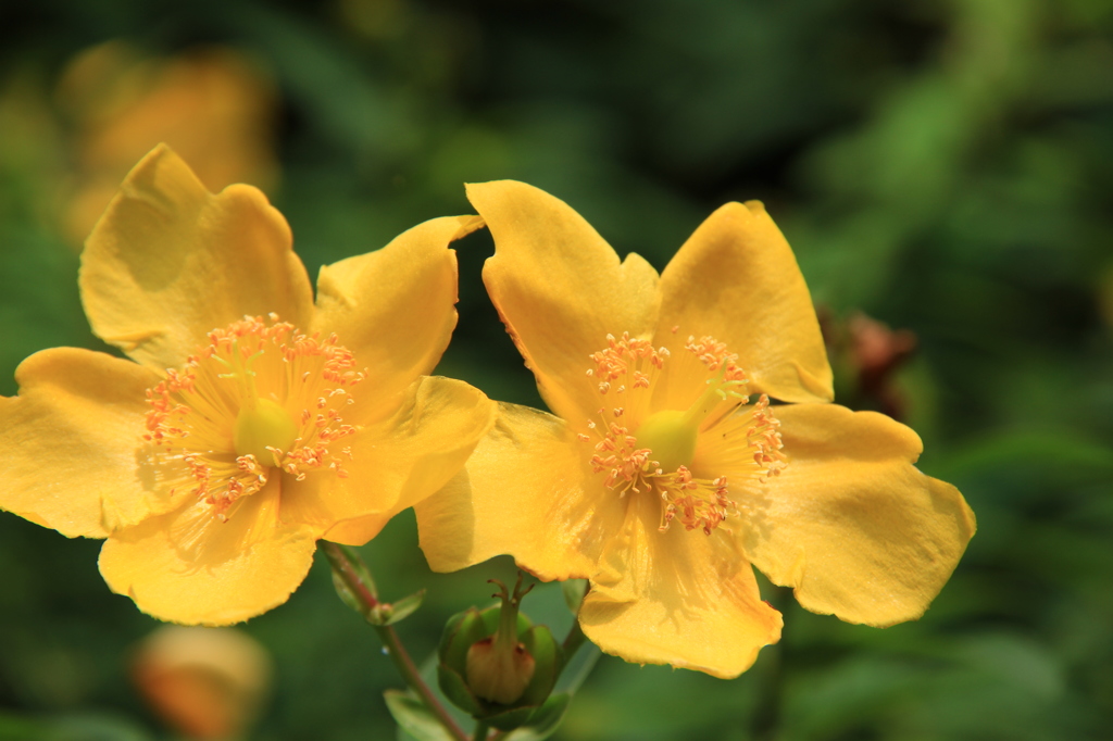 初夏の色彩　キンシバイ