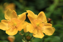 初夏の色彩　キンシバイ