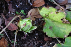 春だより届く１