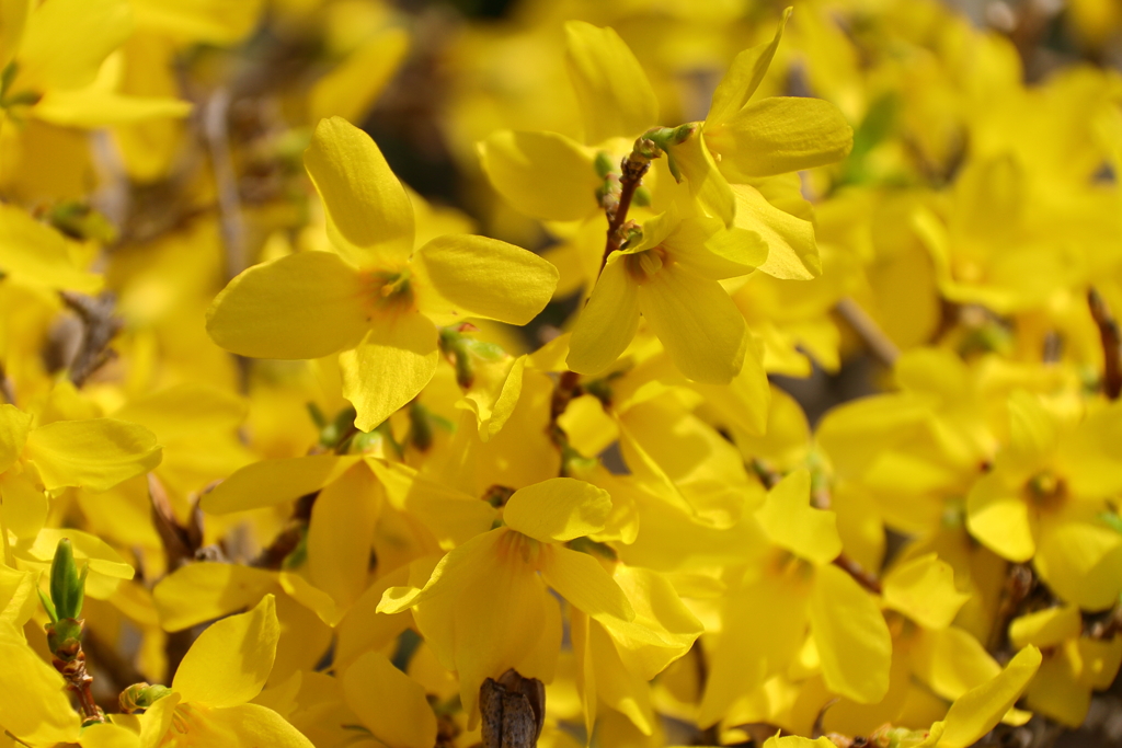 春　レンギョウ