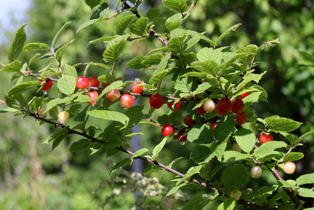ユスラウメ色づく２