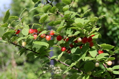 ユスラウメ色づく２