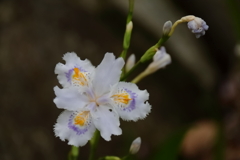 花散歩シャガ３