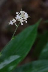 散歩道のヤブミョウガ１