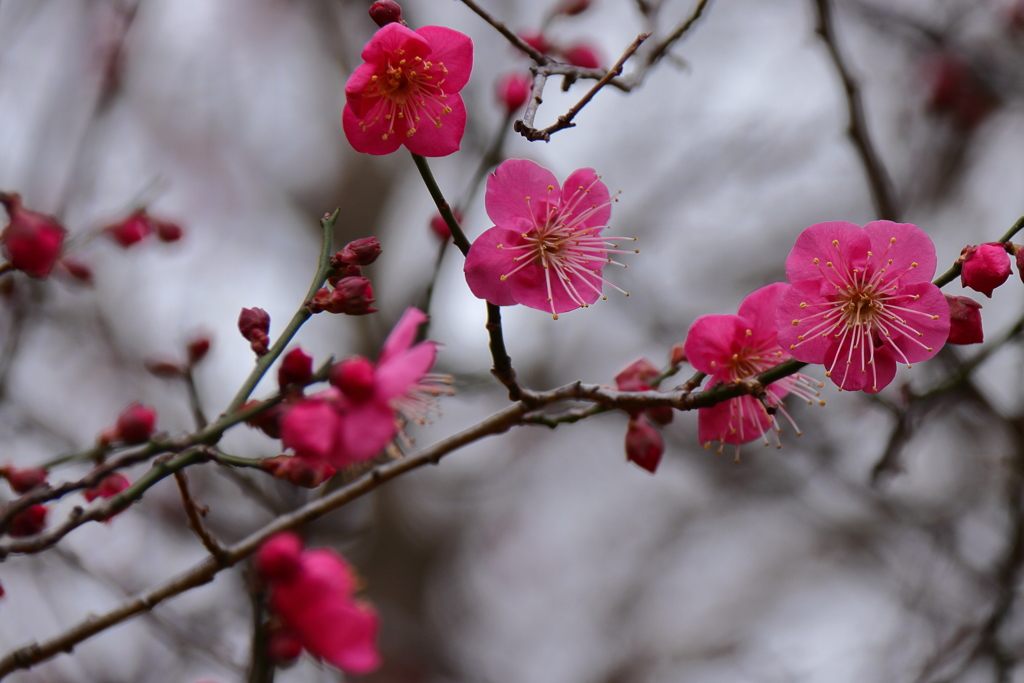 紅梅咲く１