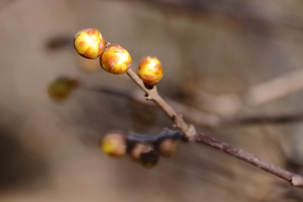 蝋梅間もなく３