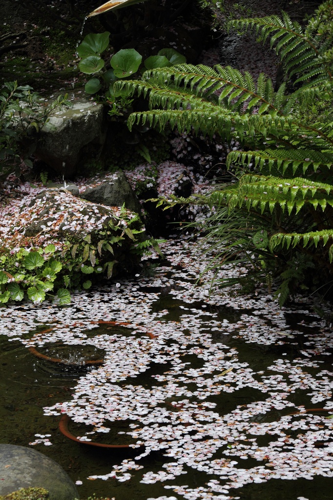 落桜の池