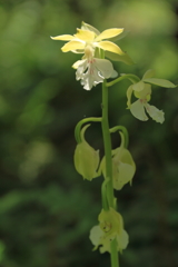 春陽のエビネ10