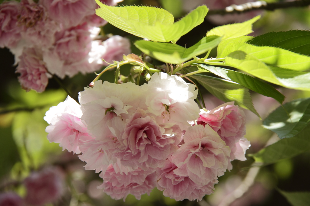 見納めの八重桜