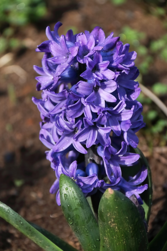 花散歩ヒヤシンス紫