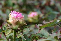 花散歩牡丹２