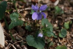 すみれを見つけた４