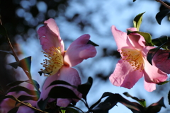 透過光の温もり