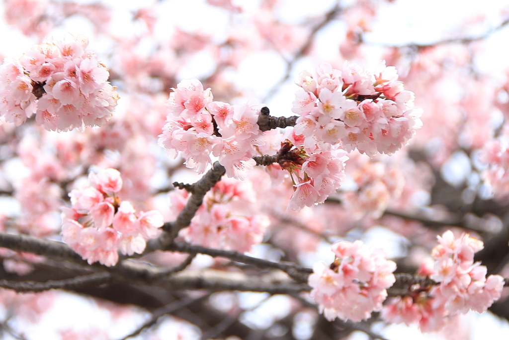 満開早咲き桜3