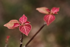 紅鮮やかにアカメガシワ
