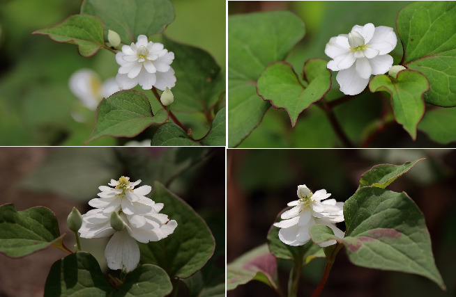 里山散歩八重咲きドクダミ