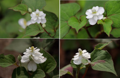 里山散歩八重咲きドクダミ