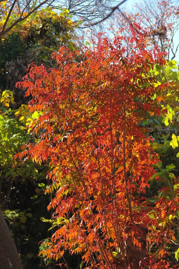 里山晩秋模様２