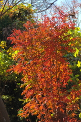 里山晩秋模様２