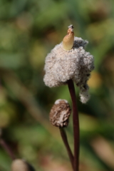 花散歩ポピー花後１