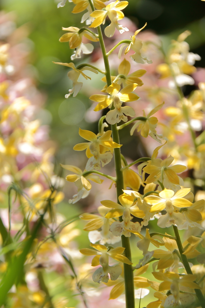 春陽のエビネ８