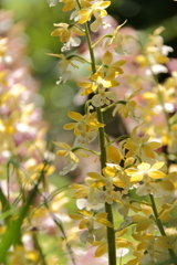 春陽のエビネ８