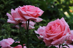 横浜バラ散策５