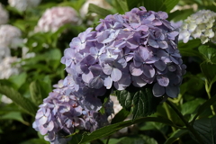 紫陽花の丘６