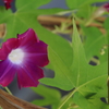 江戸の変わり朝顔