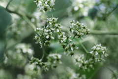 里山散歩マユミ3