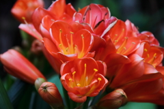 花散歩君子欄