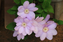 花散歩テッセン