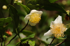 お茶の花咲く１