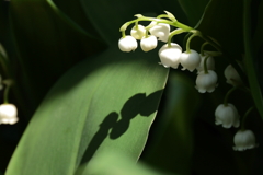 鈴蘭の花影で２