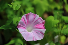 花散歩変化朝顔１