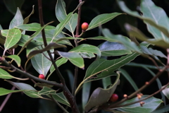 花散歩シロダモの実