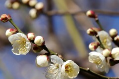 花散歩白梅3