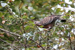 もぐもぐタイム