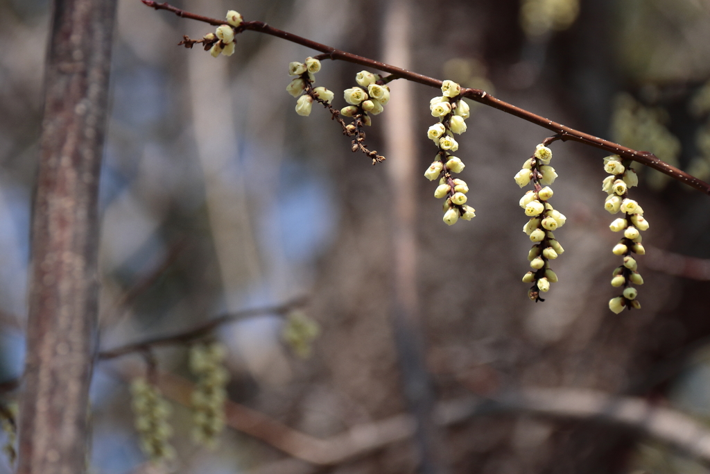 花かんざしのように