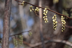 花かんざしのように
