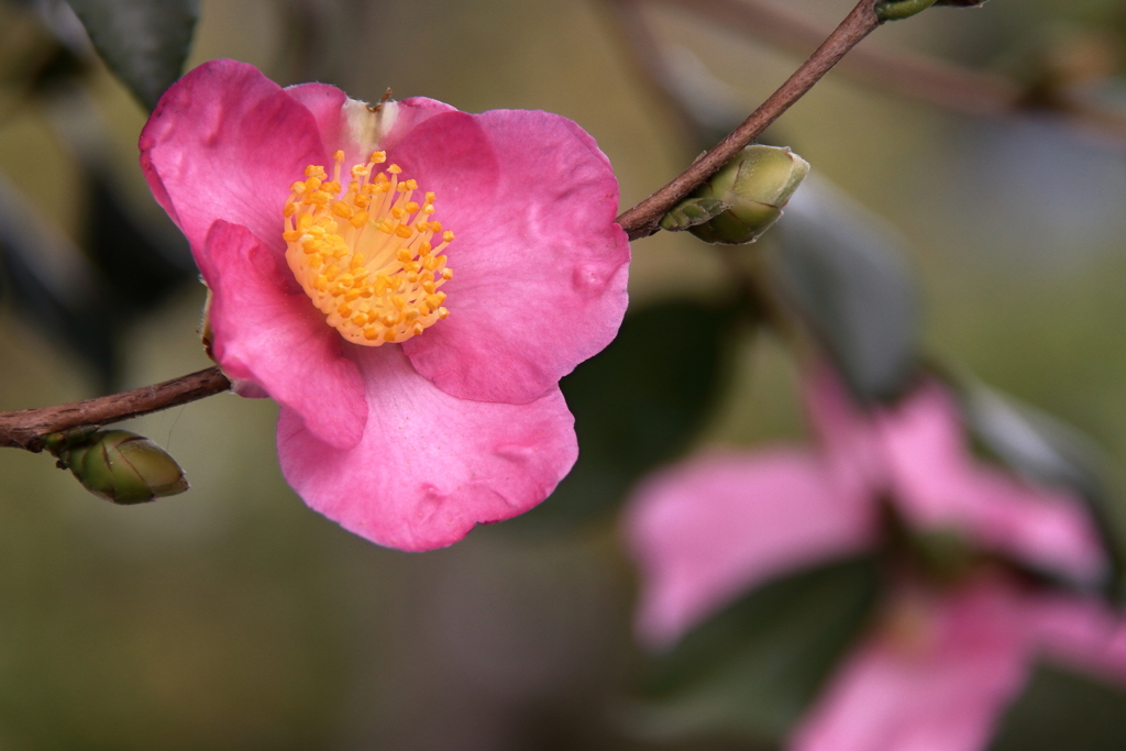 さざんか咲く道